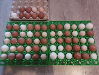 Nasadove vajíčka Hodvabnicky, Marans, Faverolka - 6
