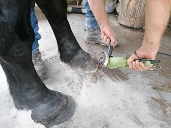 Predám ťažného valacha - 6