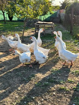 Cholmogorské husi - 6