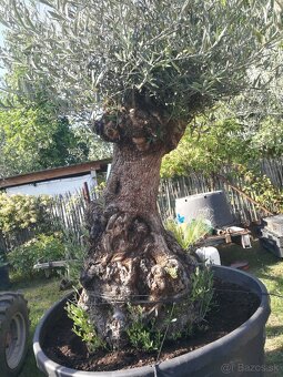 Olivovník bonsai - 6