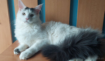 Mainska myvalia mainský - 6