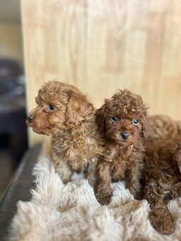 Toy pudel – krásne šteniatka - 6