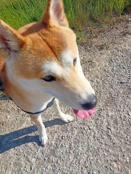 Shiba inu - 6