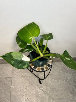 Philodendron White Princess - 6