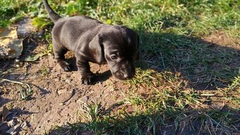 Jazvečík trpasličí šteniatka - 6