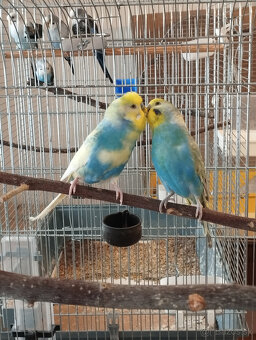 andulky na predaj - 6