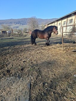 Predam tazneho zrebca - 6