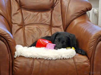 Darujem 4 mesačné labradorskeho retrievera - 6