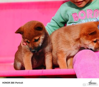 Shiba Inu - 6