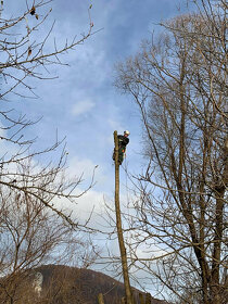 Rizikový výrub / rizikové pílenie stromov - 6