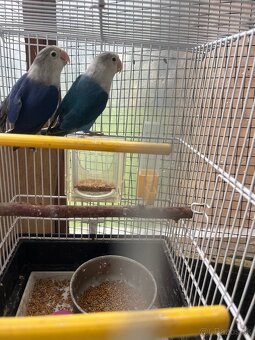 Agapornis fisher par - 6