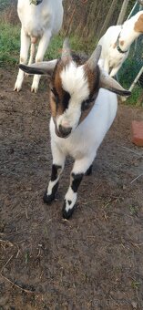 Predám mini kozu s dvomi malými capkami - 6