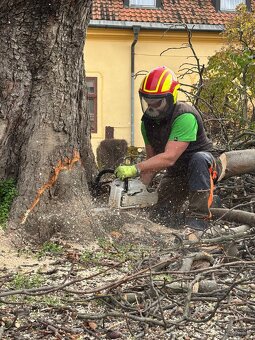 Rizikové výruby stromov - 6