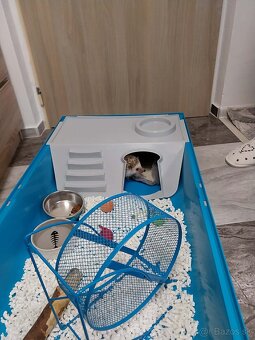 Ježko Bielobruchý - 6