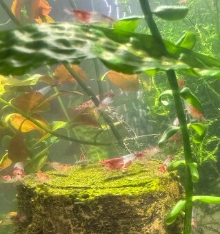 Predám krevetky Neocaridina Red Rili - 6