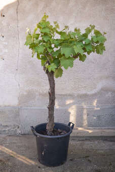 Starý vinič v kvetináči - 6