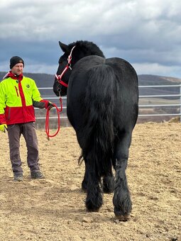 Ťažný kôň na predaj - Valach - 6