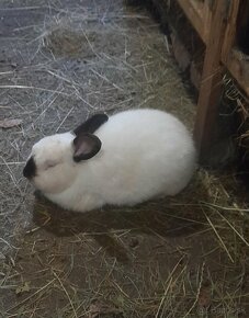 Zajace ,králiky - 6
