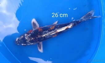 Koi kapor japan/jazierkove ryby - 6