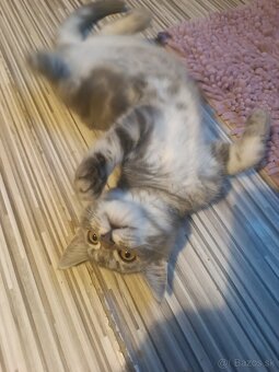 Britske maciatka - 6