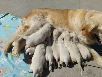 Zlatý retriever - 6