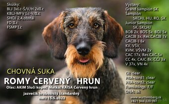 Jazvečík hrubosrstý s PP.. - 6