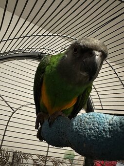 Papagáj Senegalský samec - 6