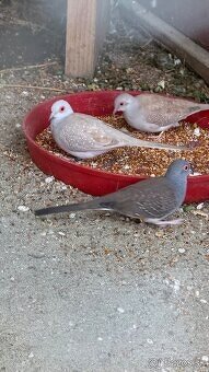 Holúbok diamantový - hnedý / šedý - 6