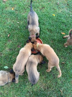 Belgicky ovčiak malinois - 6