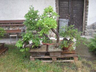 bonsai,bonsaj-hrab 15 - 6