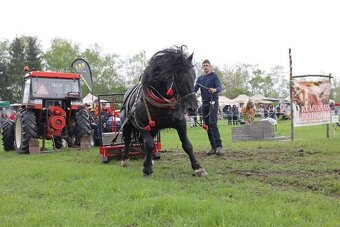 Predám plemenneho žrebca - 6