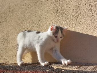 Podarujem mačiatka - 6