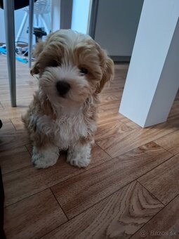 Predám psíka Maltipoo - 6