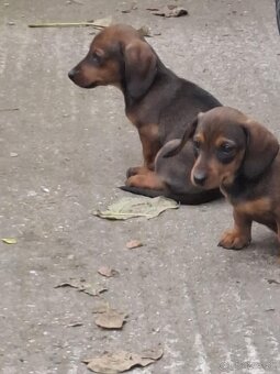 Predám šteniatka jazvečika. - 6