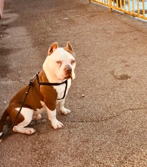 American bully pocket - 6