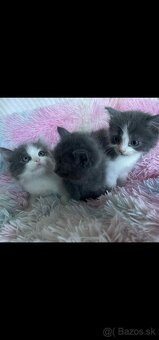 Ragdoll s britským bicolor mačiatka - 6