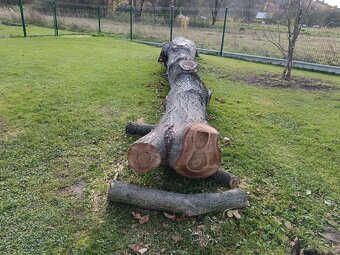 Predaj Orechové drevo - 6