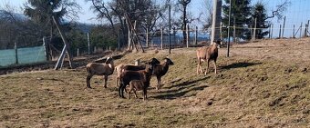 Predám  kamerunske ovce - 6