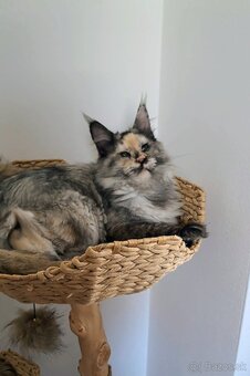 Maine Coon s PP - 6