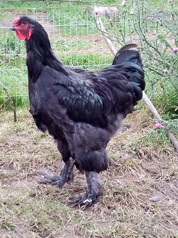 Mladé kohúty brahman - 6