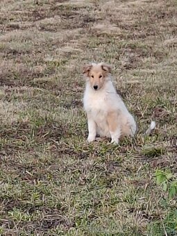 Kólia dlhosrstá - 6