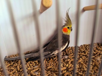 korely výstavný typ - 6