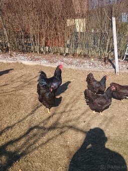 Predám násadove vajíčka. - 6