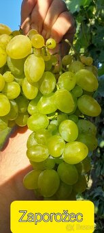 Stolový vinič predaj. - 6