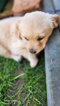 Zlatý retriever - 6