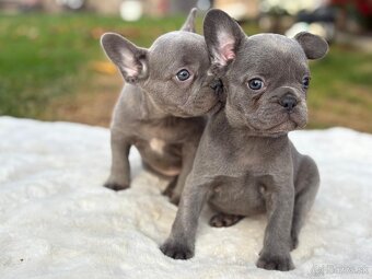 Francúzsky buldoček - 6