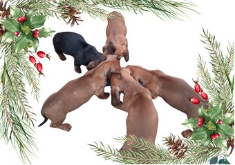 Predám šteniatka Jazvečík krátkosrstý - 6