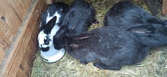 Predám 4 mesačne králiky - 6