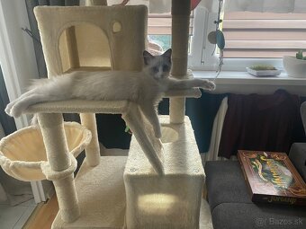 Radgoll mačiatko - 6