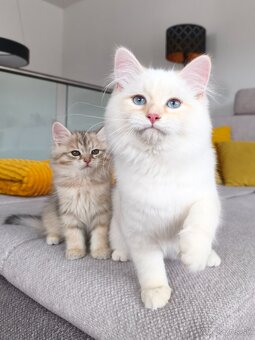 Mačiatka Neva Masquerade - 6